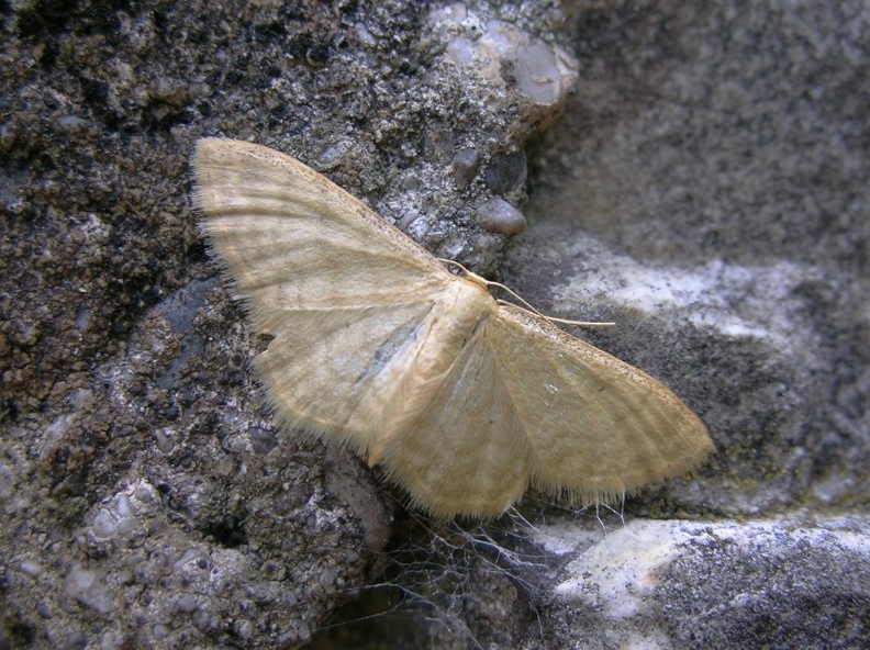 Geometridae genere idaea?  S, Idaea dilutaria